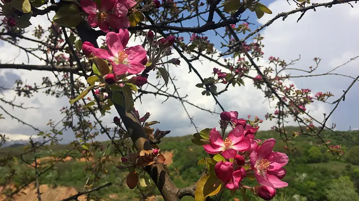 Flowers of Malus niedzwetzkyana