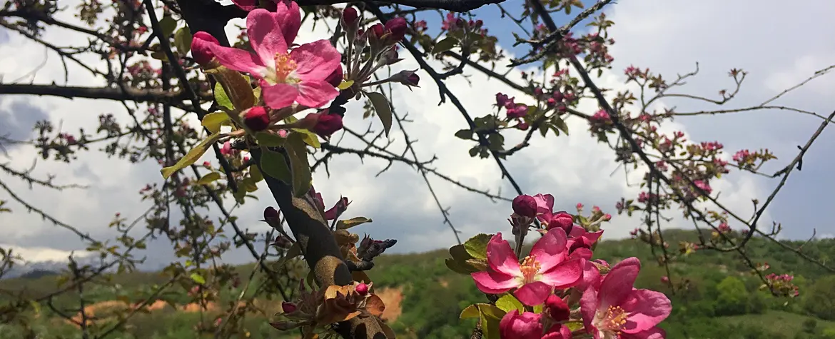 Flowers of Malus niedzwetzkyana